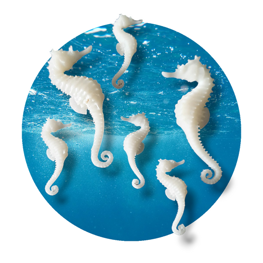 Seahorse Miniature Inserts - Keipach