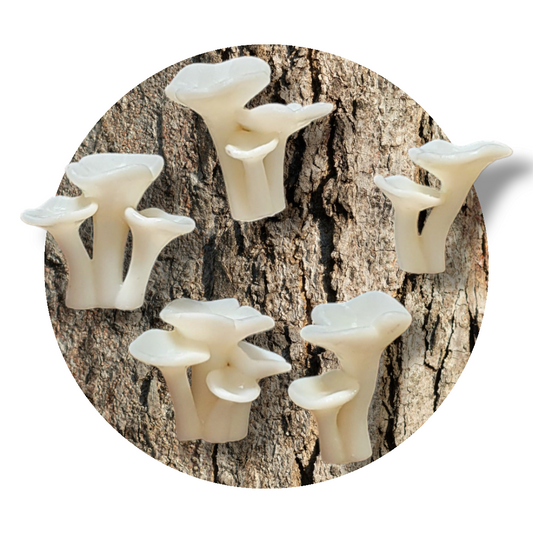 Chanterelle Mushroom Cluster Miniature Inserts - Keipach