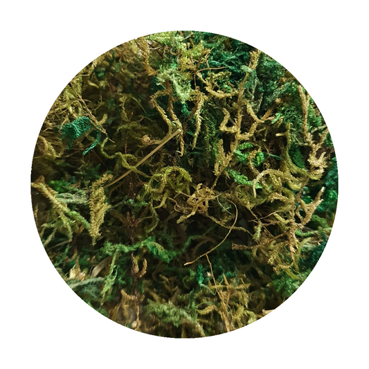 Dried Moss - Keipach